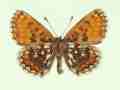 Melitaea athalia male (aberrant form postfuscofasciata, verso) (Internet Image property of respective owner, non-commercial use only)